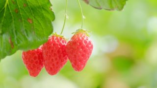 季節のお便り Vol.2 2026春